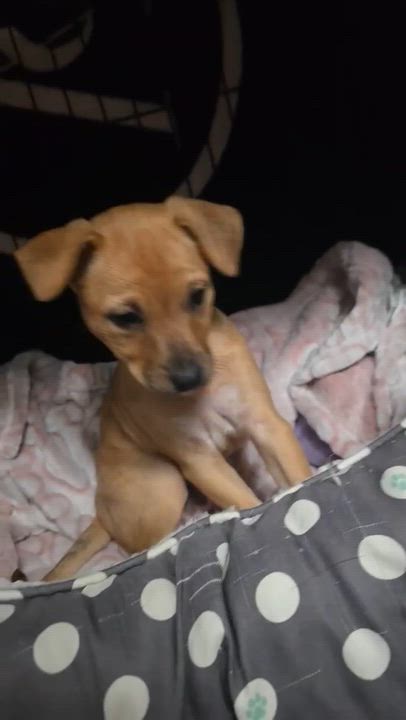 Enlarge Lolita - THe Whole Lota Love Pup, a ADOPTABLE mixed breed in HARTFORD, CT video 4/4