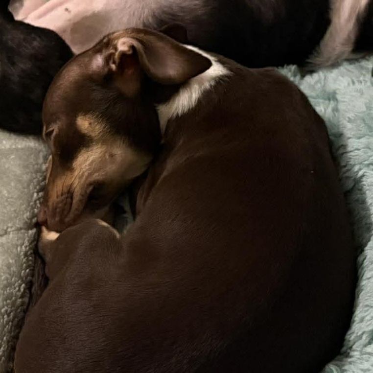 Enlarge Biscoff, an adopted mixed breed in Kempner, TX image 3/4