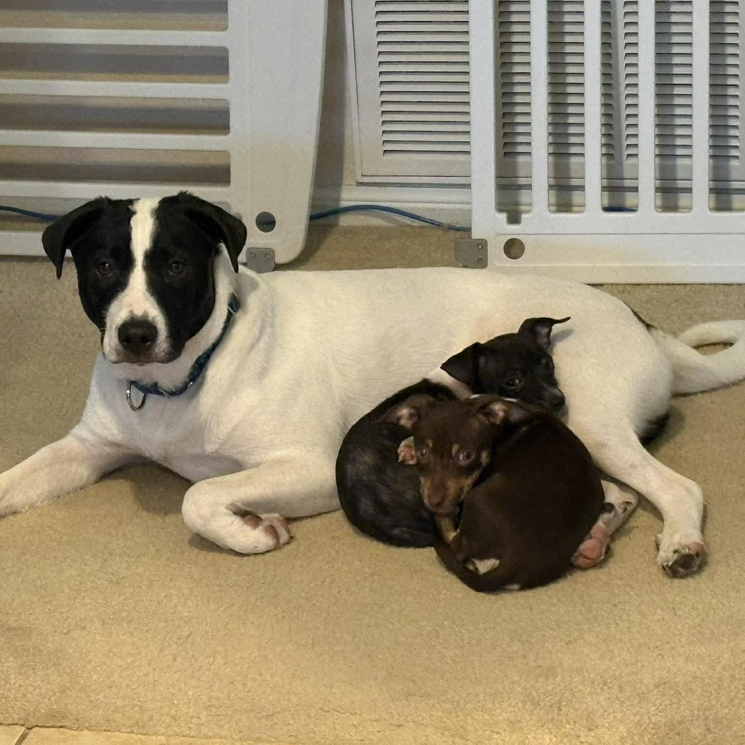 Enlarge Biscoff, an adopted mixed breed in Kempner, TX image 2/4