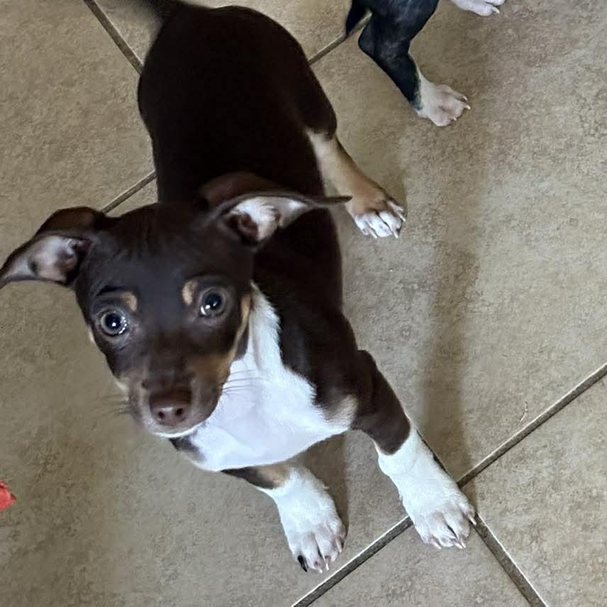 Enlarge Biscoff, an adopted mixed breed in Kempner, TX image 1/4