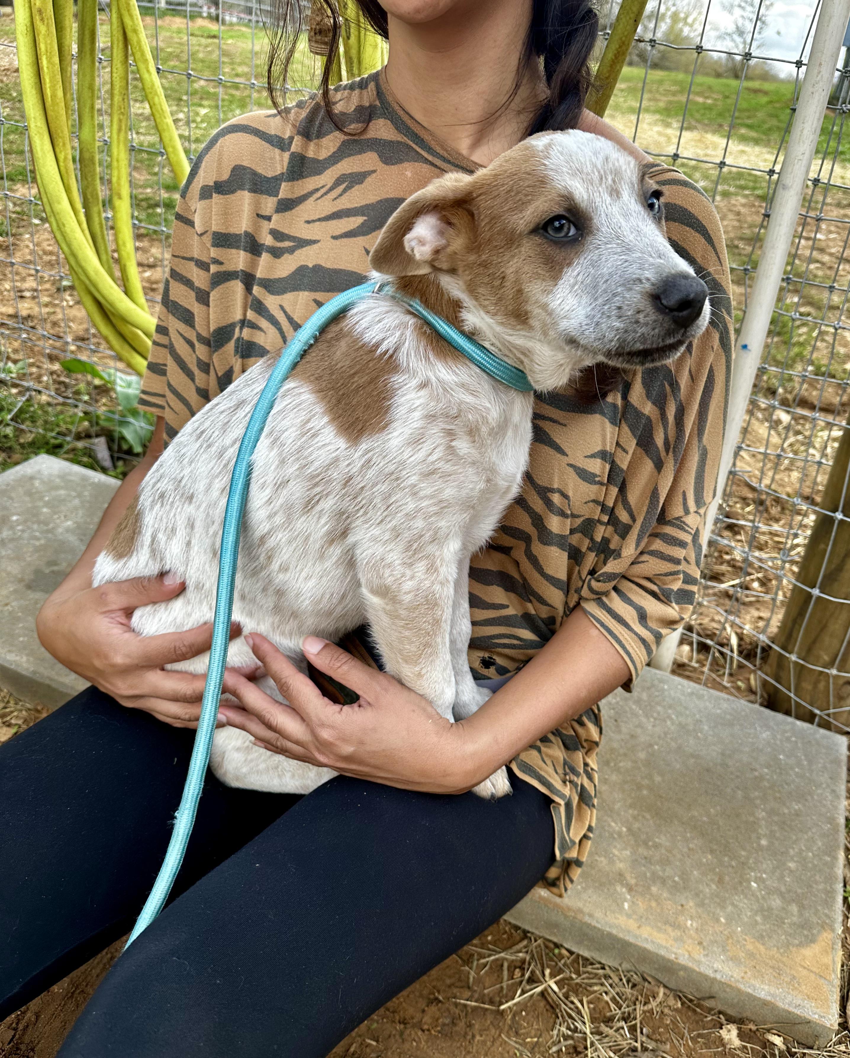 Enlarge Penelope, an adopted mixed breed in Seguin, TX image 3/5