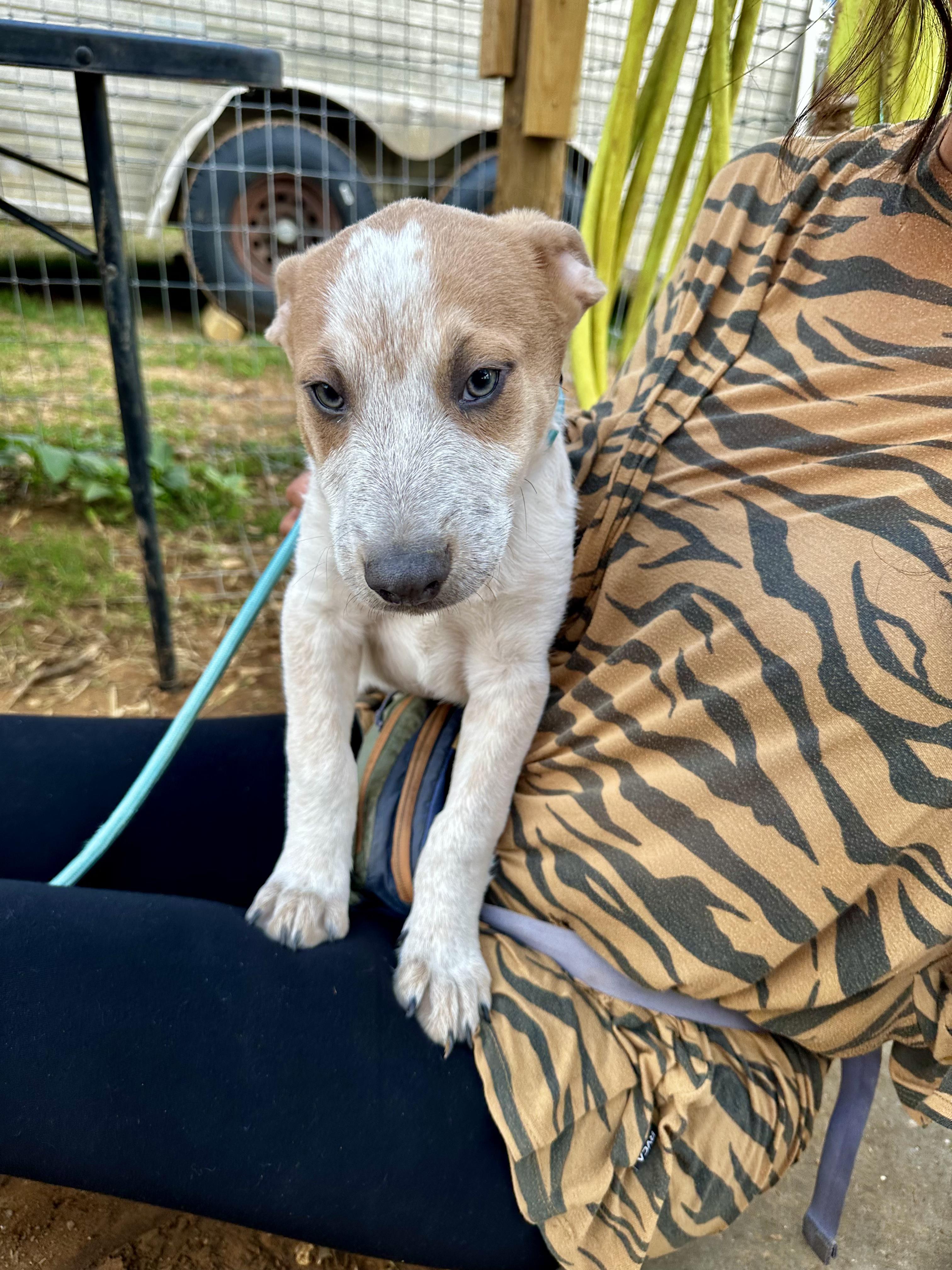 Penelope, adopted, Puppy Female Cattle Dog.