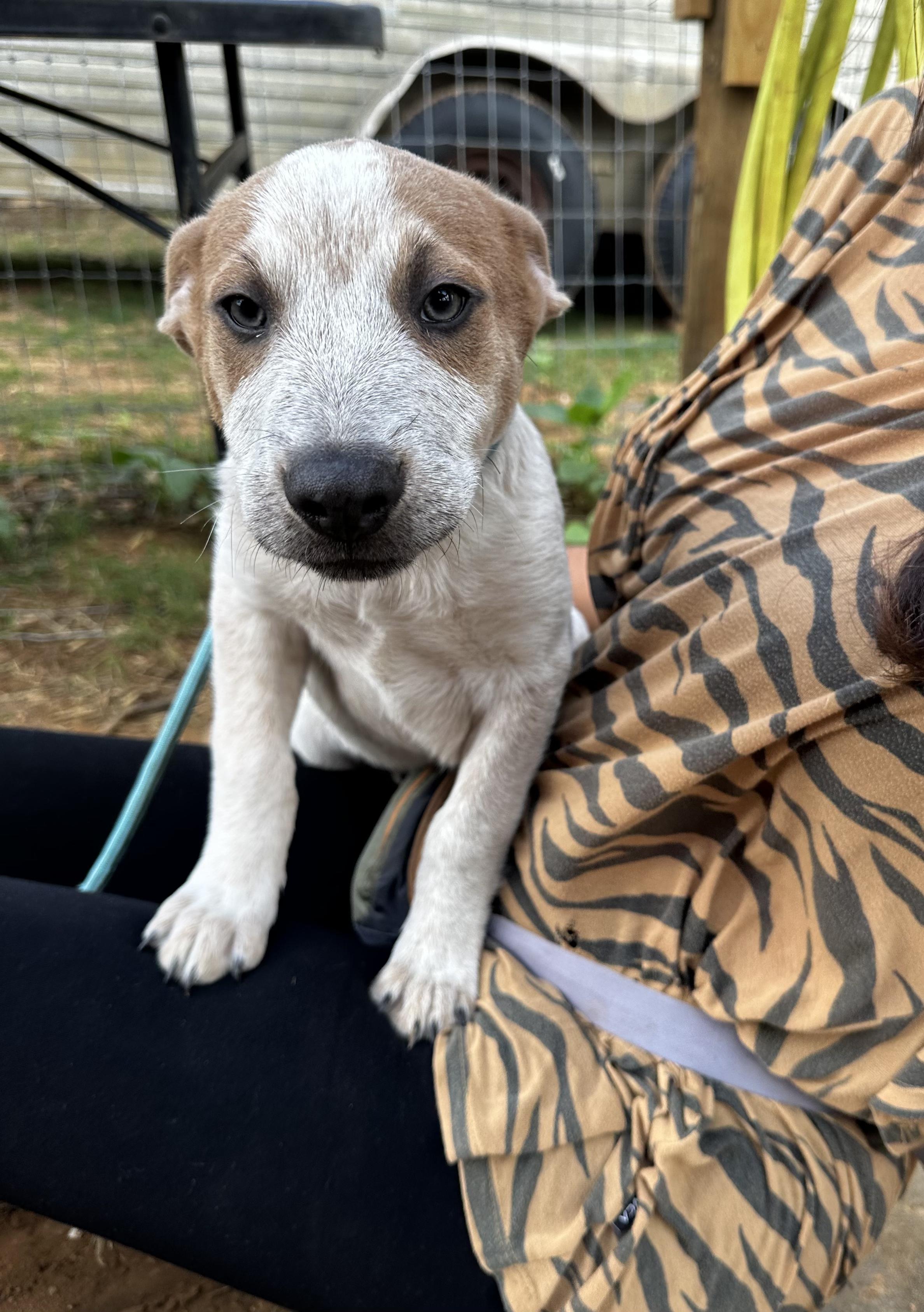 Enlarge Penelope, an adopted mixed breed in Seguin, TX image 5/5
