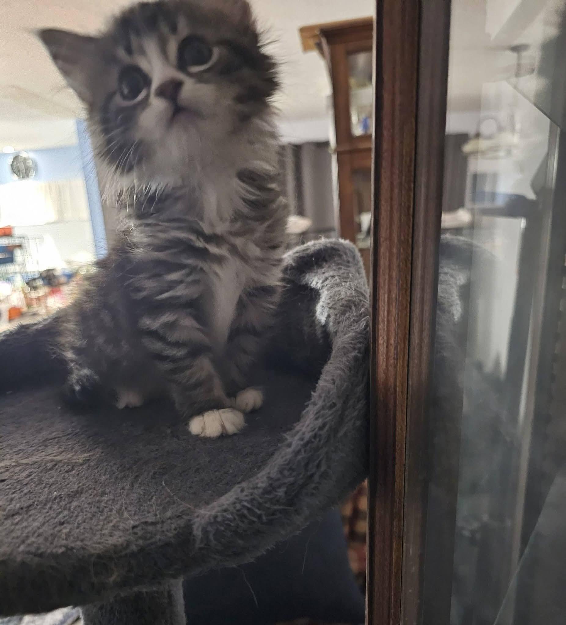 Harper, Adoptable, Kitten Female Domestic Long Hair.