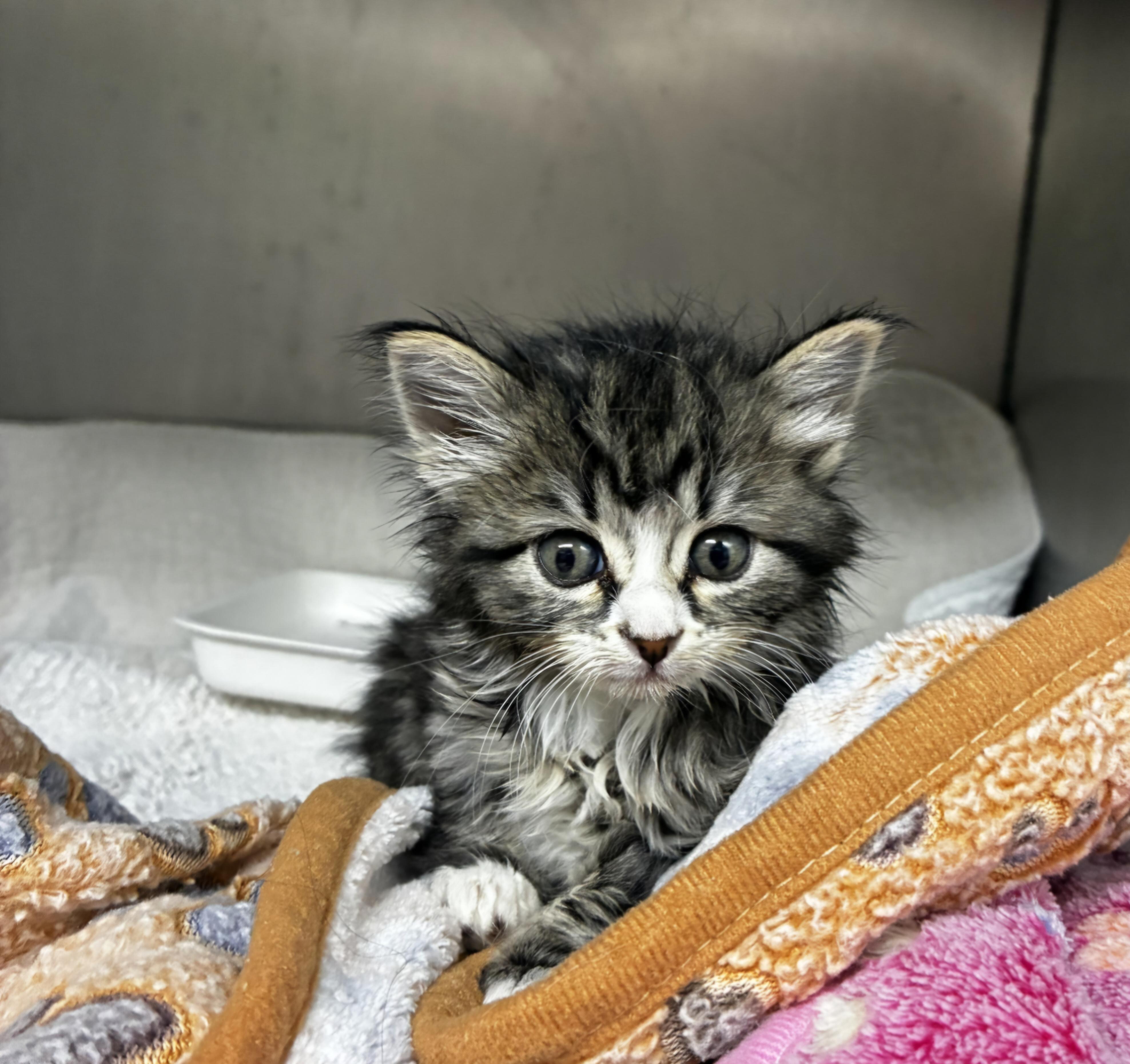 Enlarge Harper, a Adoptable mixed breed in Mexico, MO image 4/6