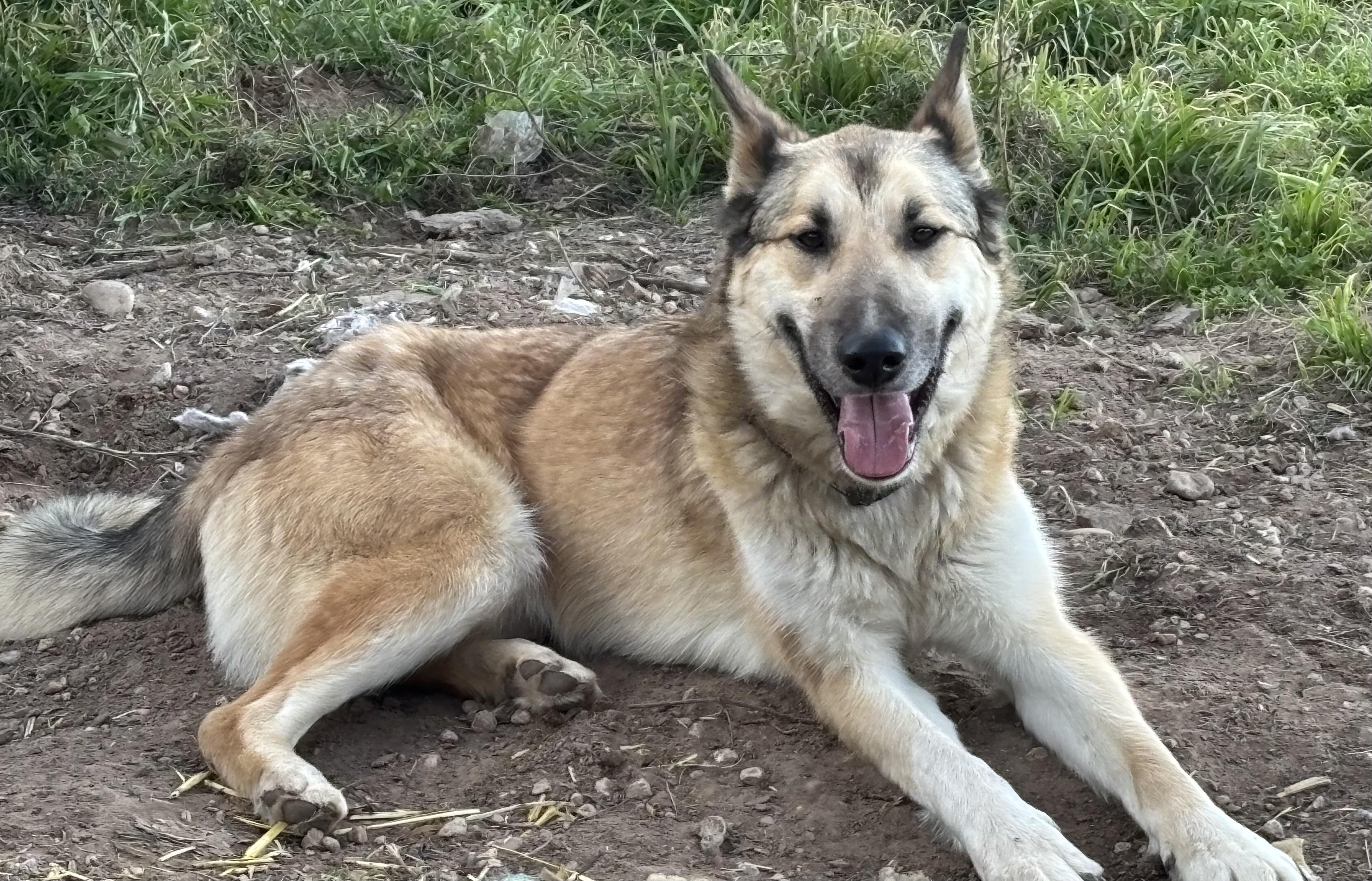 Enlarge BAXTER, an adopted German Shepherd Dog in Rockdale, TX image 4/4