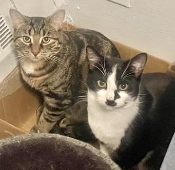 Enlarge Bijou, a ADOPTABLE mixed breed in Toronto, ON image 5/6