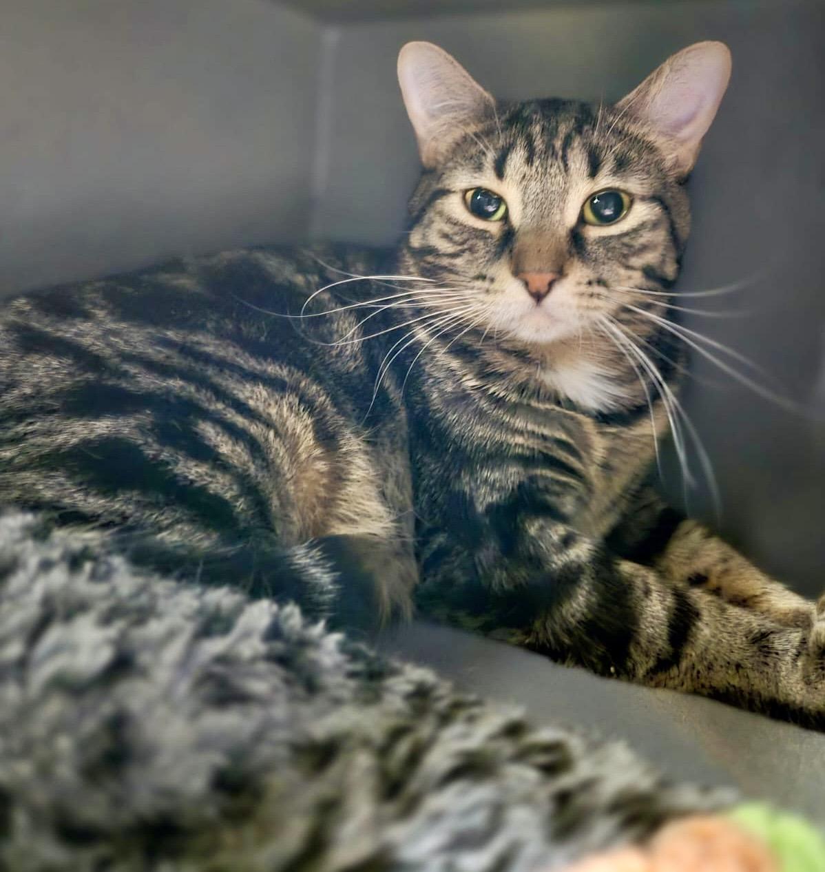 Enlarge Bijou, a ADOPTABLE mixed breed in Toronto, ON image 4/6