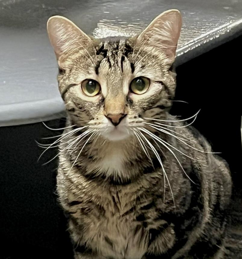 Enlarge Bijou, a ADOPTABLE mixed breed in Toronto, ON image 3/6