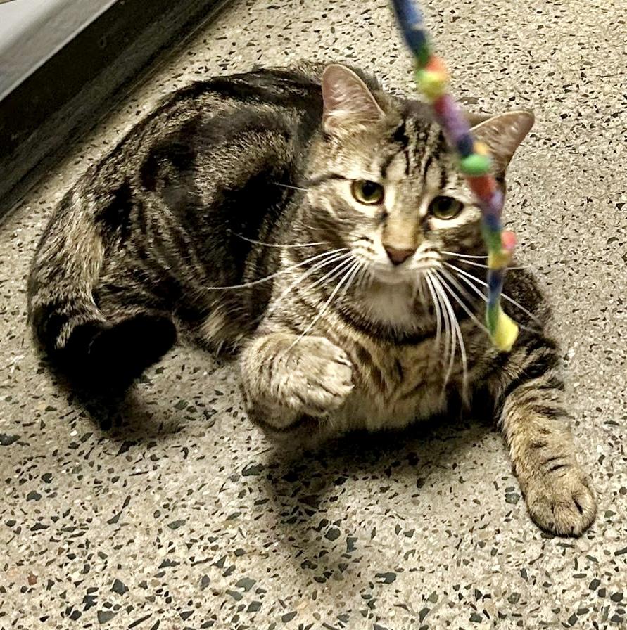Bijou, ADOPTABLE, Young Male Tabby & Domestic Short Hair.