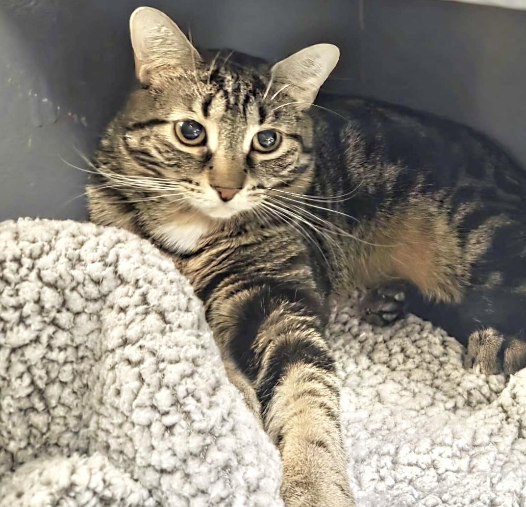 Enlarge Bijou, a ADOPTABLE mixed breed in Toronto, ON image 1/6