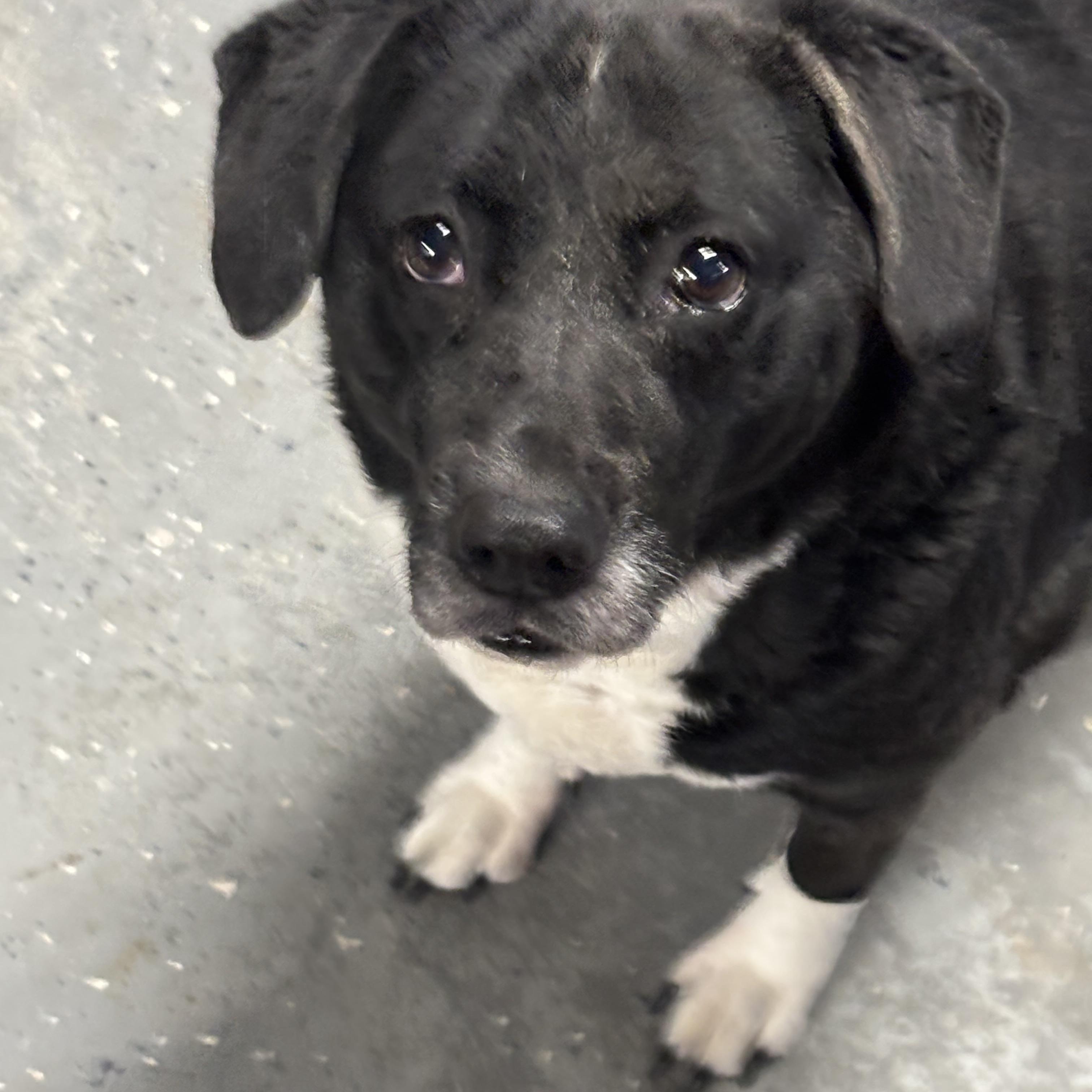 Enlarge Roxy, a ADOPTABLE mixed breed in Oak Park, MI image 1/1