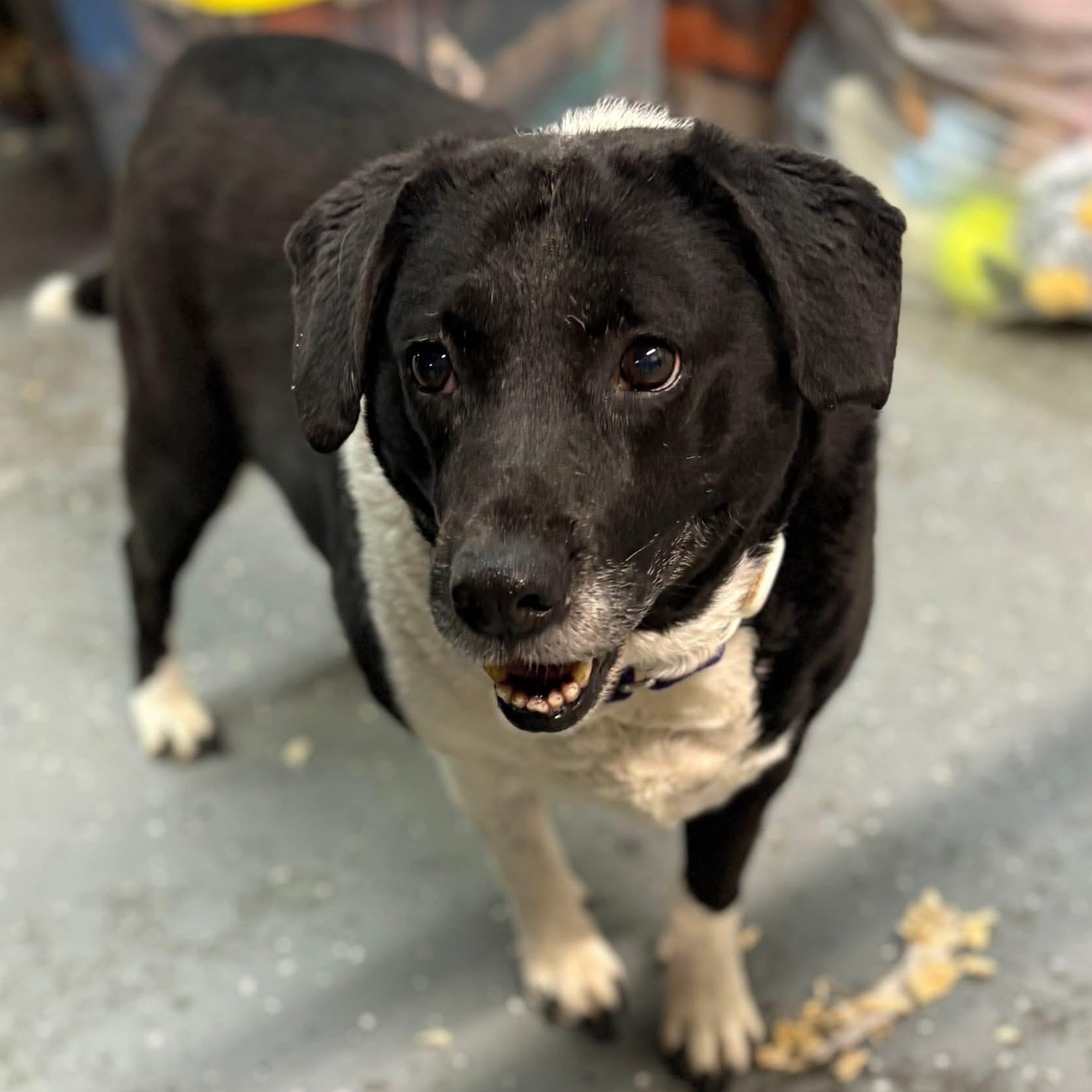 Roxy, ADOPTABLE, Adult Female Mixed Breed.