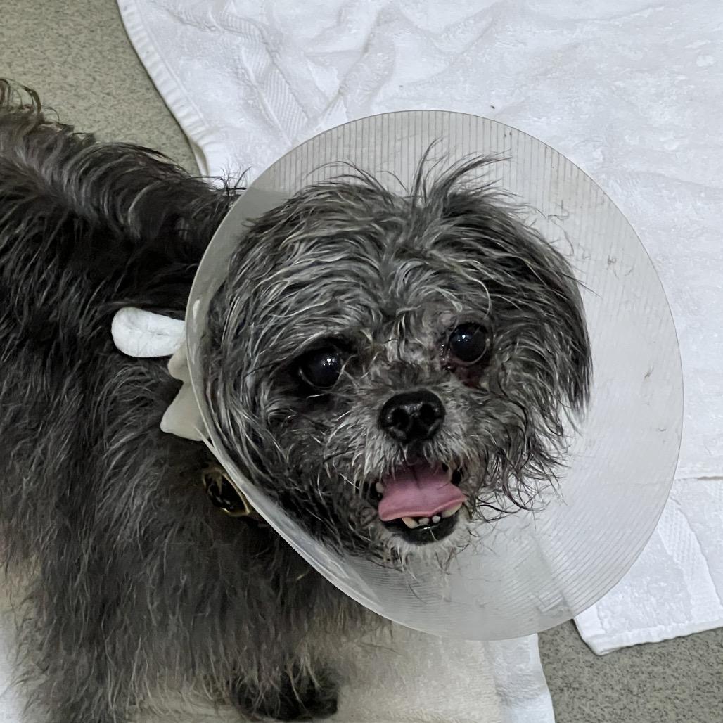 Bean - Costa Mesa Location, Adoptable, Adult Female Pug & Poodle.