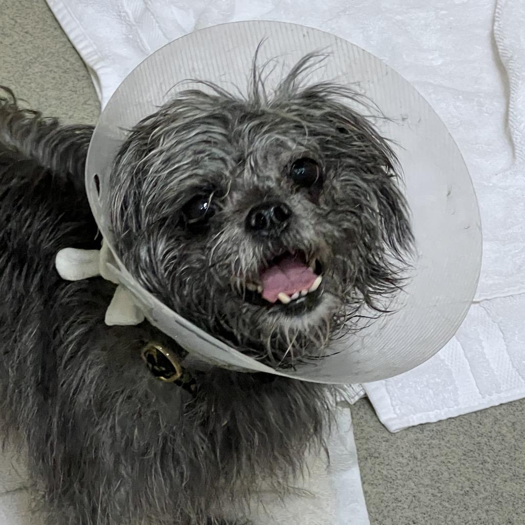 Enlarge Bean - Costa Mesa Location, a Adoptable mixed breed in Chino Hills, CA image 2/4