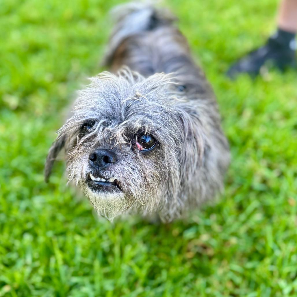 Enlarge Bean - Costa Mesa Location, a Adoptable mixed breed in Chino Hills, CA image 3/4
