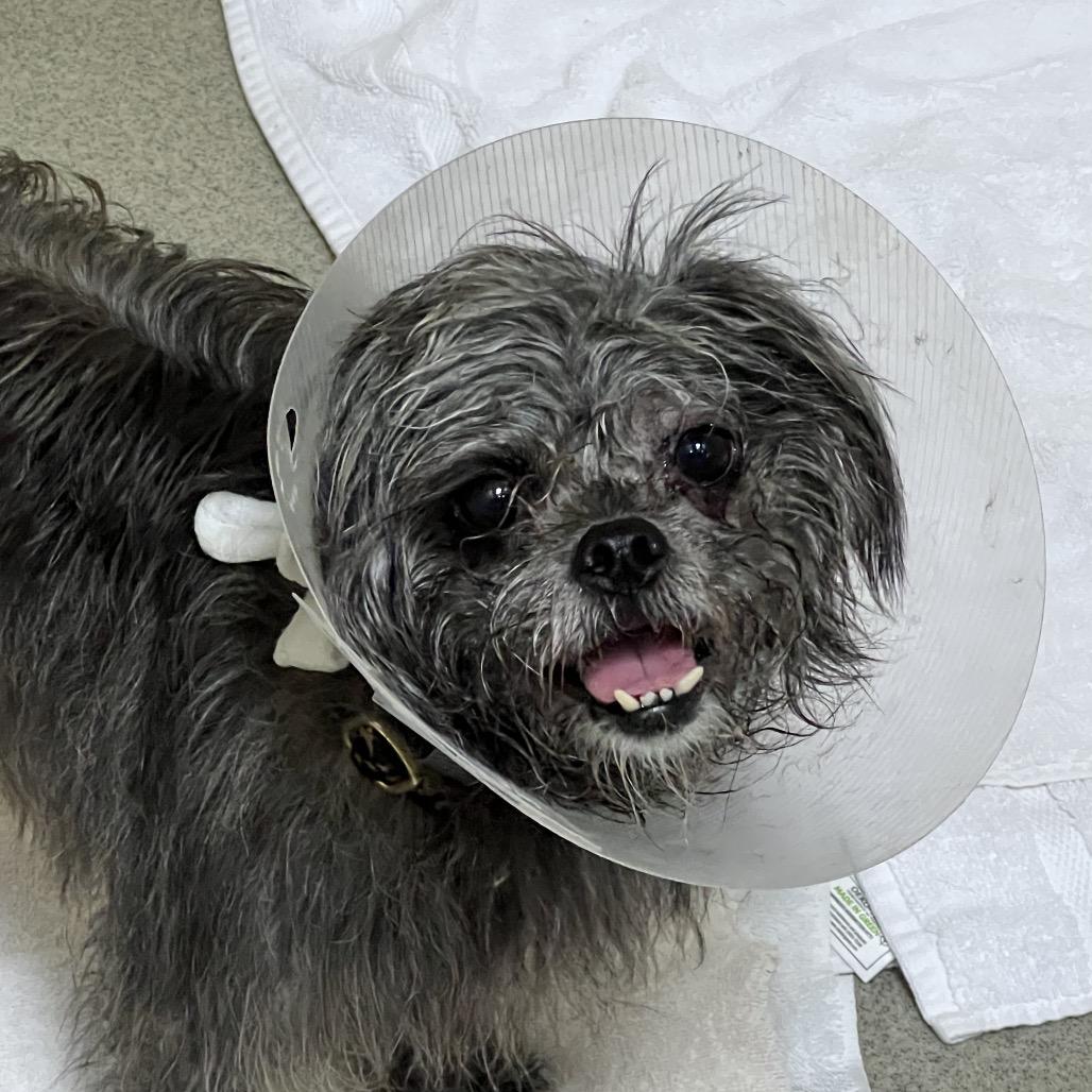 Enlarge Bean - Costa Mesa Location, a Adoptable mixed breed in Chino Hills, CA image 4/4