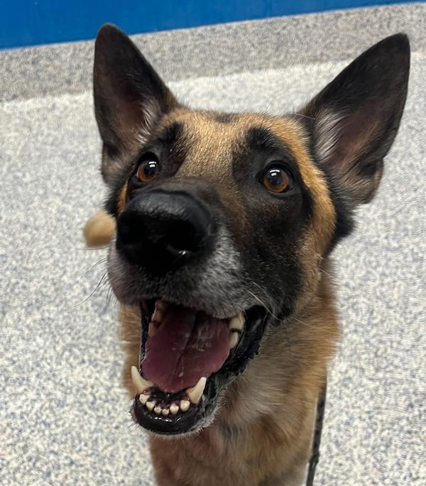 Logan, Adoptable, Adult Male German Shepherd Dog & Belgian Shepherd / Malinois.