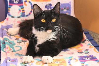 Fancy, an adoptable Domestic Medium Hair in Baton Rouge, LA_image-1