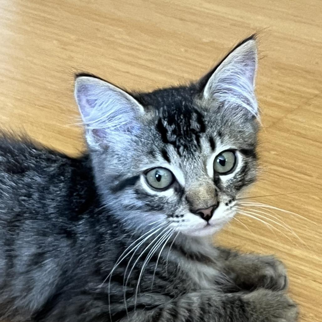 Enlarge Rascal, a Adoptable Domestic Medium Hair in Santa Rosa, CA image 2/5