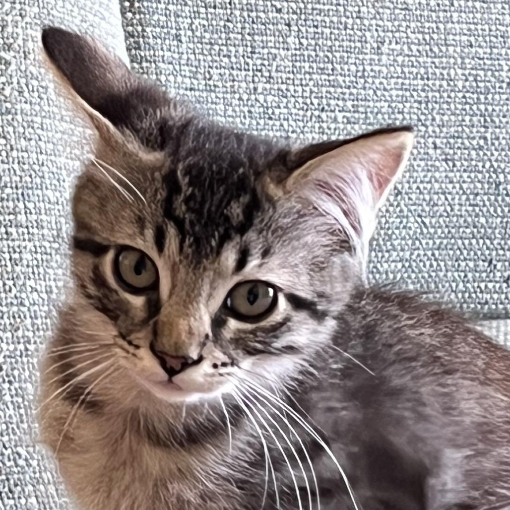 Enlarge Rascal, a Adoptable Domestic Medium Hair in Santa Rosa, CA image 3/5