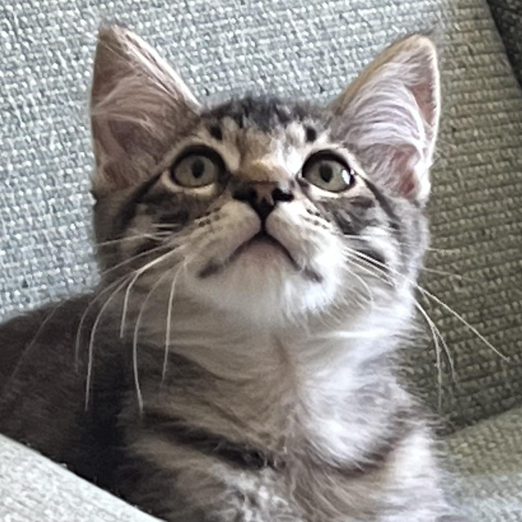 Enlarge Rascal, a Adoptable Domestic Medium Hair in Santa Rosa, CA image 4/5