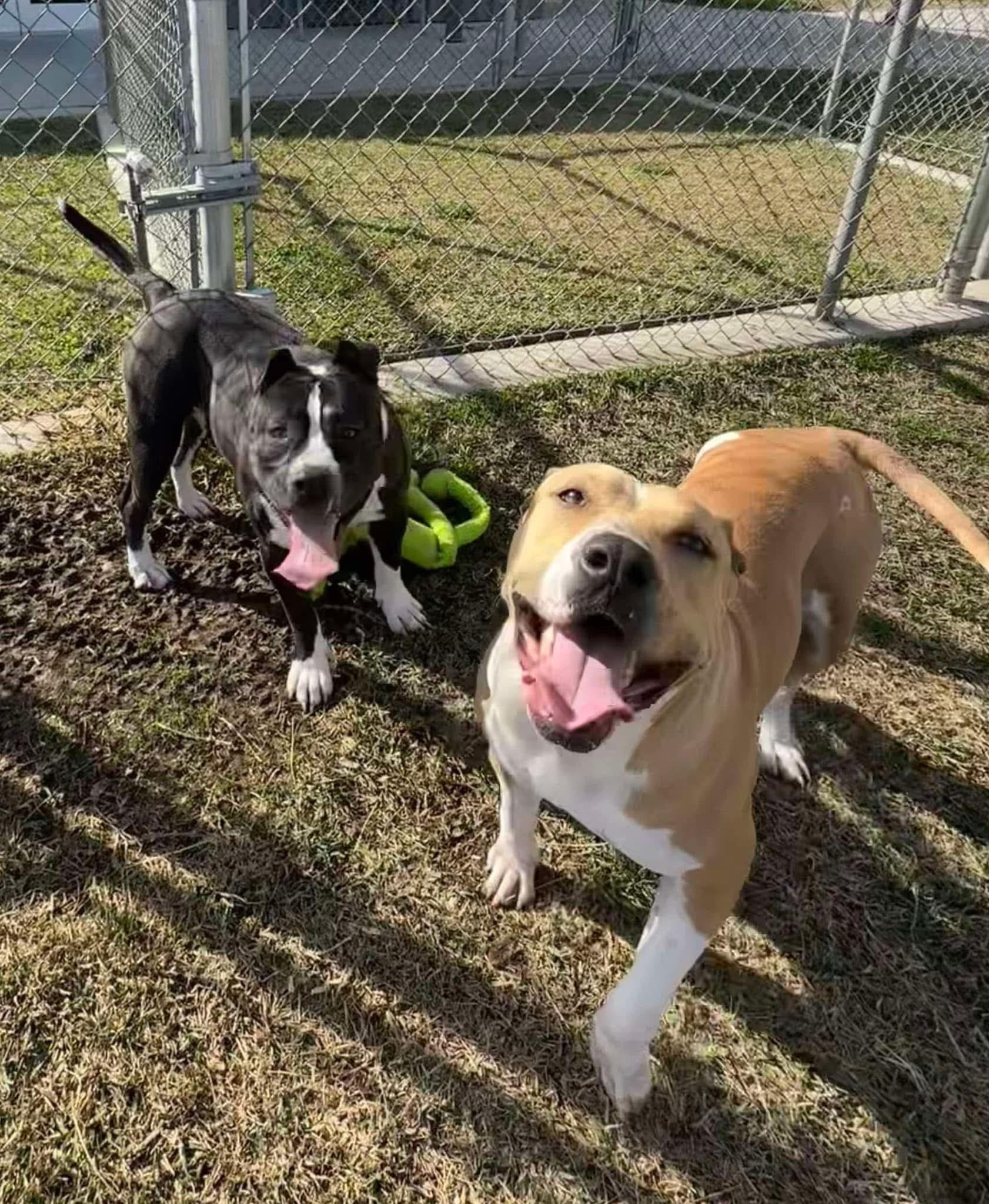 Cassie, a Adopted Pit Bull Terrier in Temecula , CA image 2/5