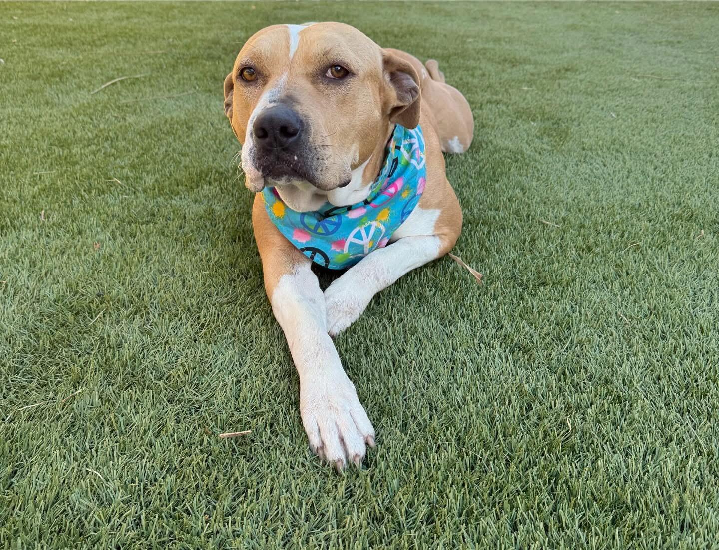 Cassie, a Adopted Pit Bull Terrier in Temecula , CA image 3/5