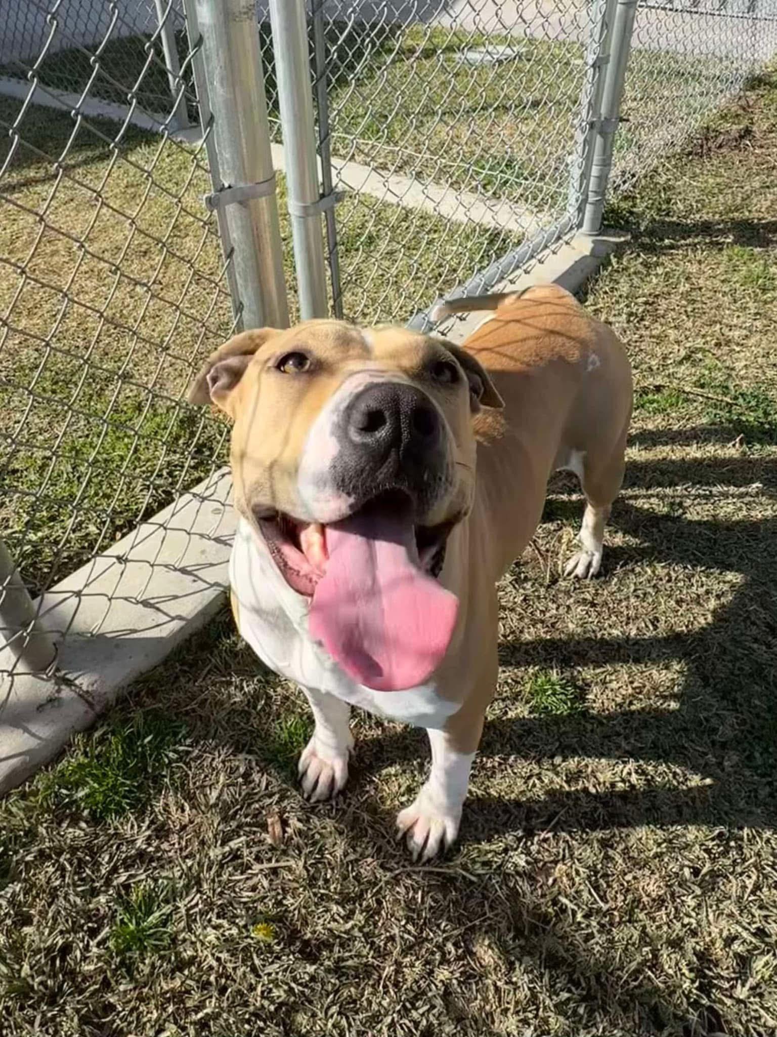 Cassie, a Adopted Pit Bull Terrier in Temecula , CA image 4/5