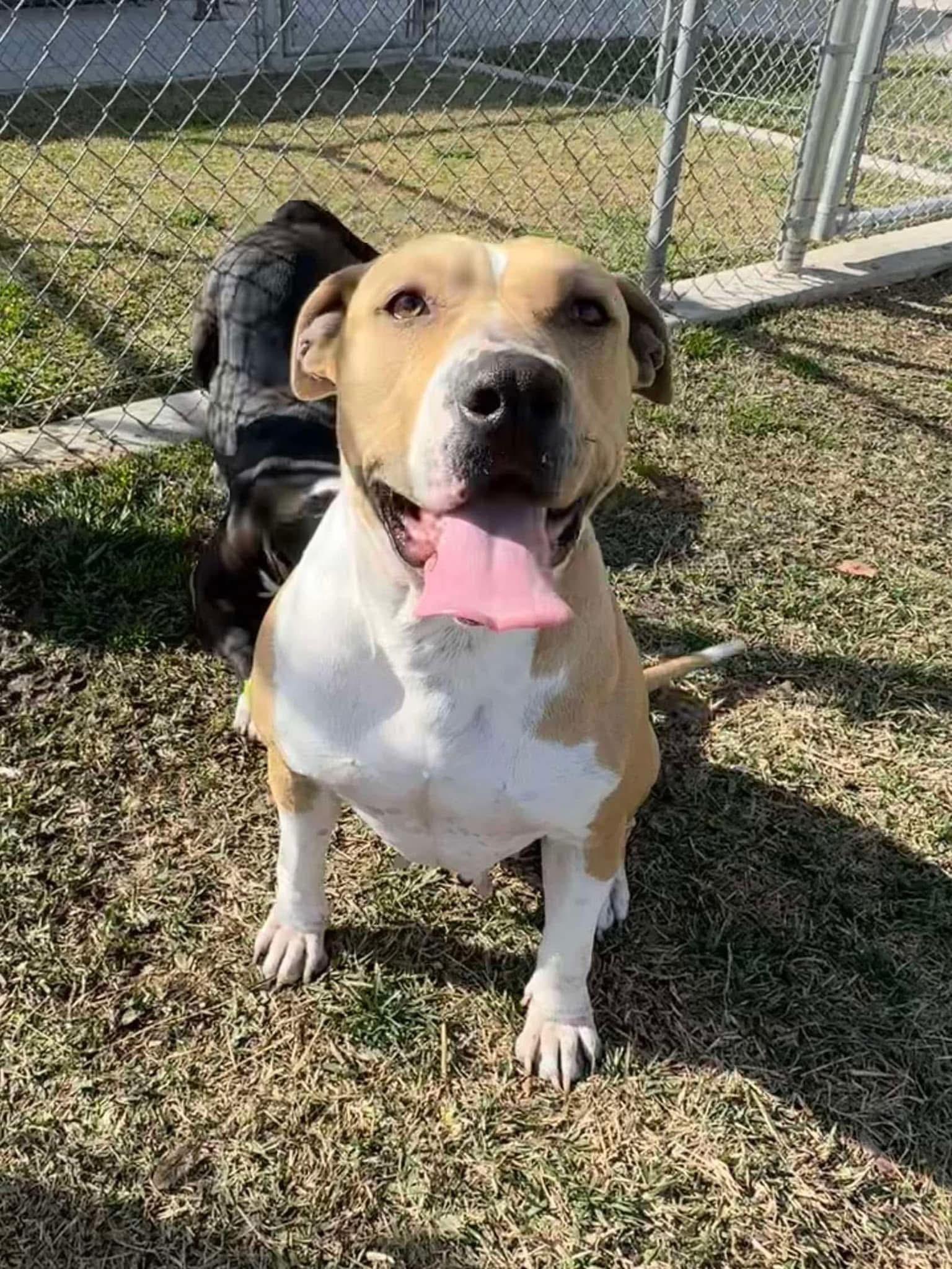Cassie, a Adopted Pit Bull Terrier in Temecula , CA image 5/5