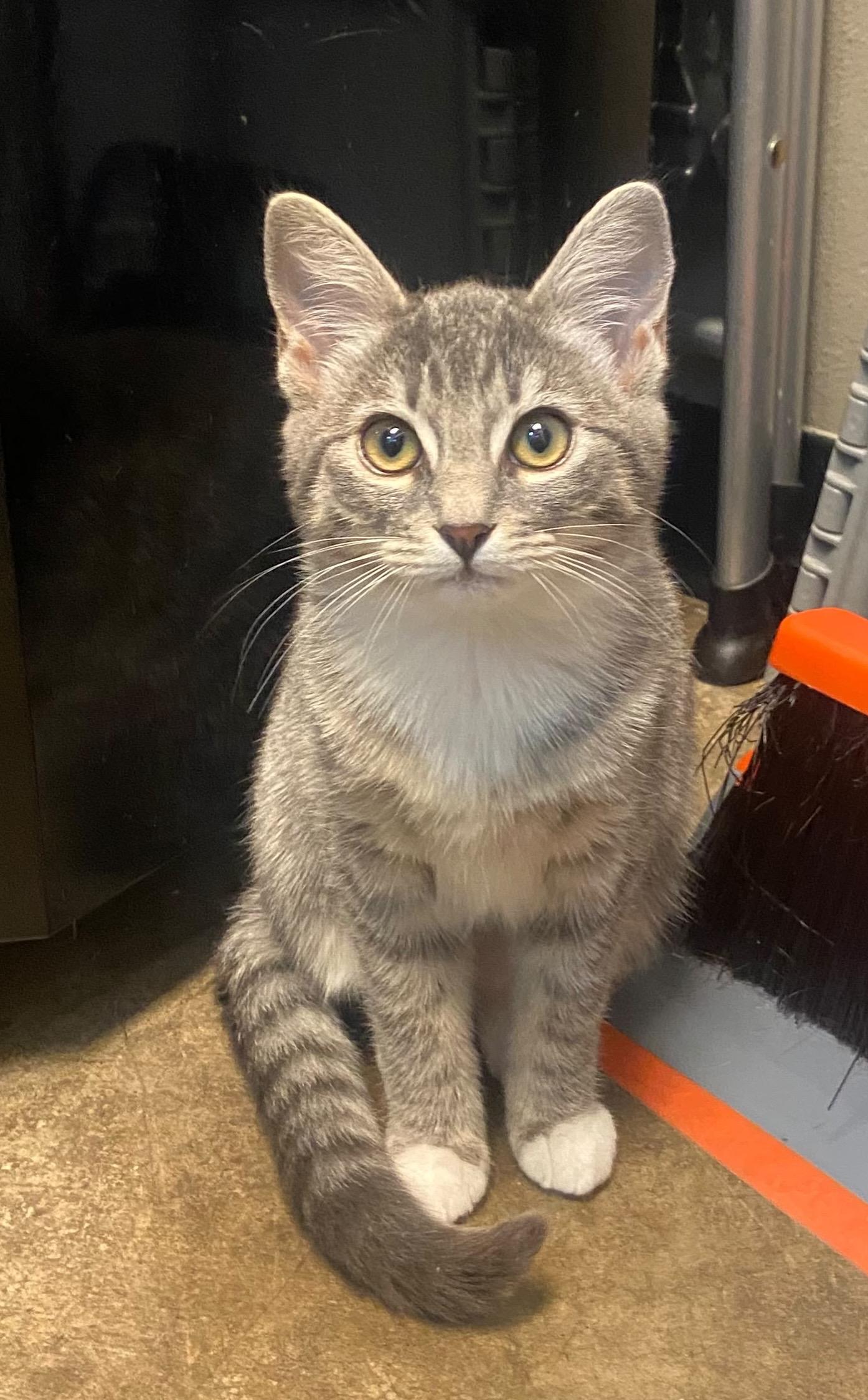 Lily, an adopted Tabby in Woodinville, WA image 2/4