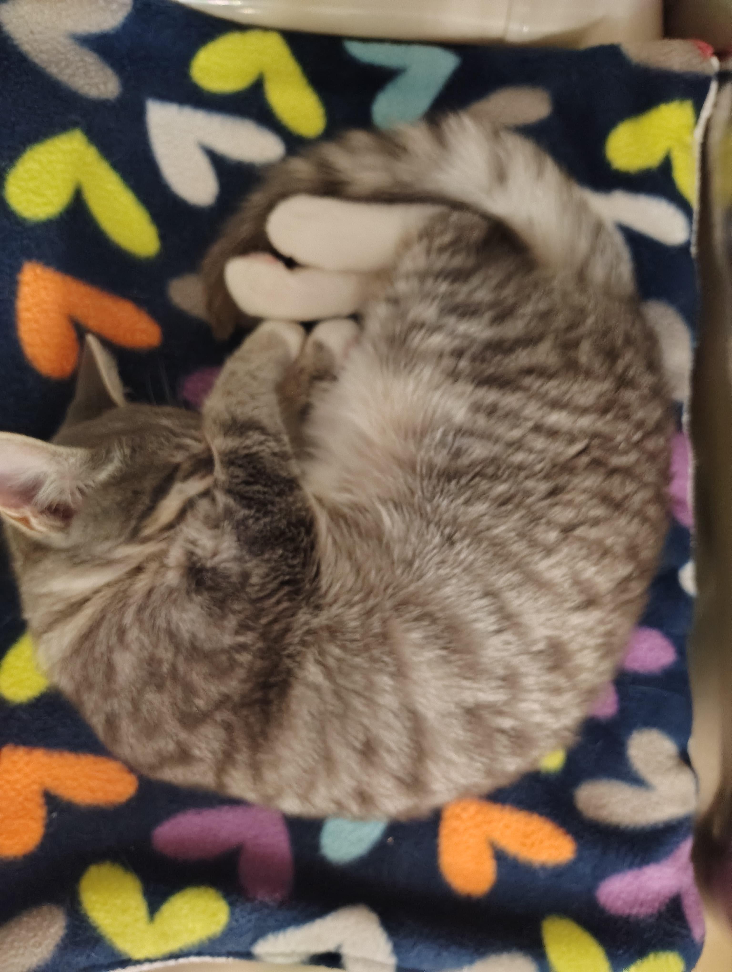Lily, an adopted Tabby in Woodinville, WA image 4/4