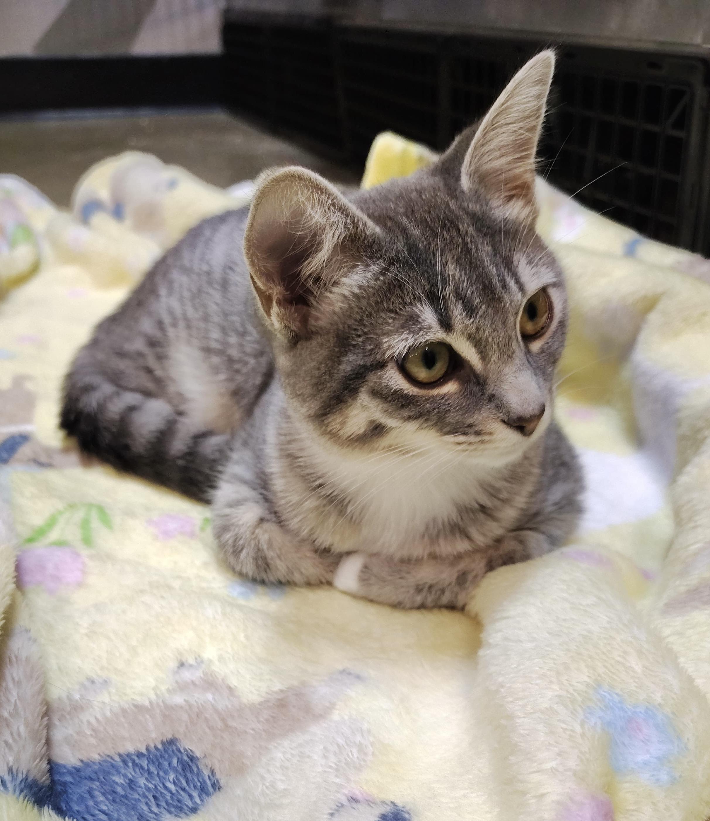 Lily, adopted, Kitten Female Tabby.