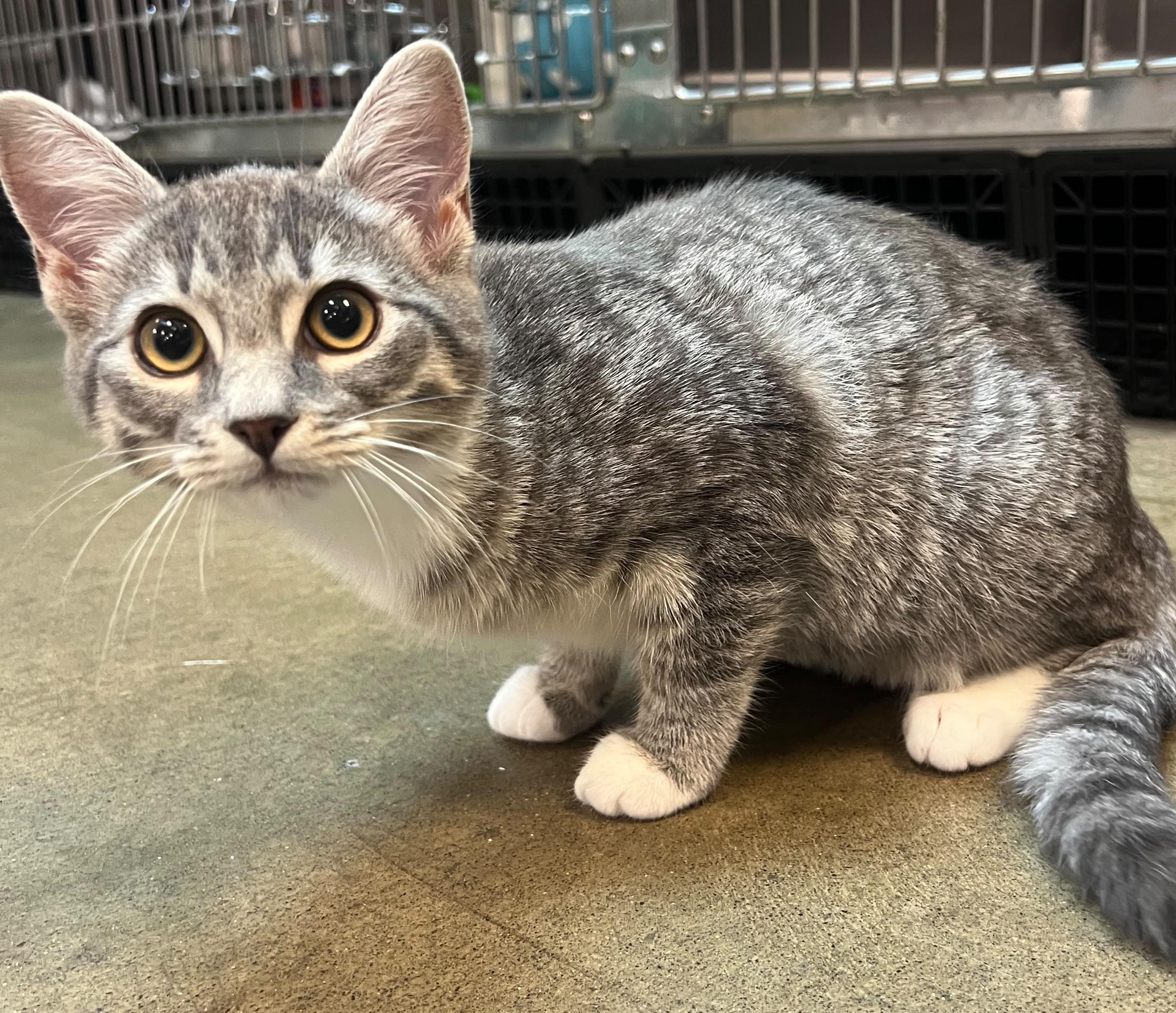 Lily, an adopted Tabby in Woodinville, WA image 3/4