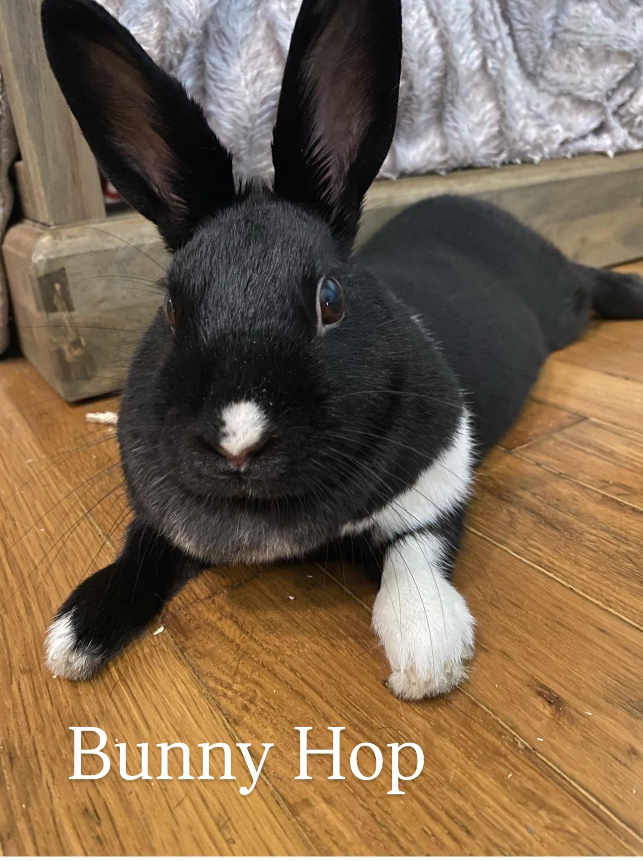 Enlarge Bunny Hop, a Adoptable American in Gig Harbor, WA image 1/2