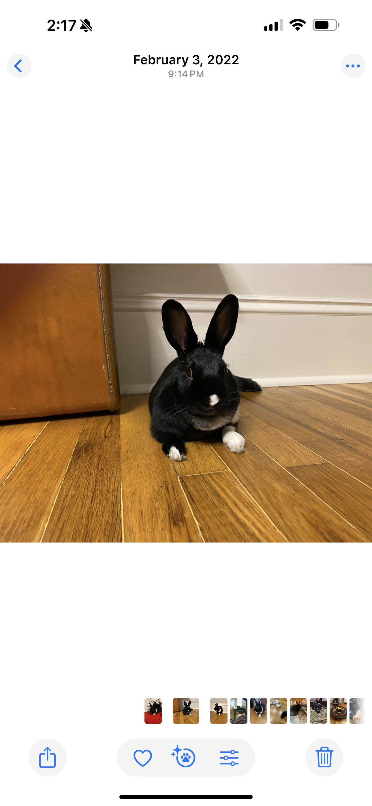 Enlarge Bunny Hop, a Adoptable American in Gig Harbor, WA image 2/2