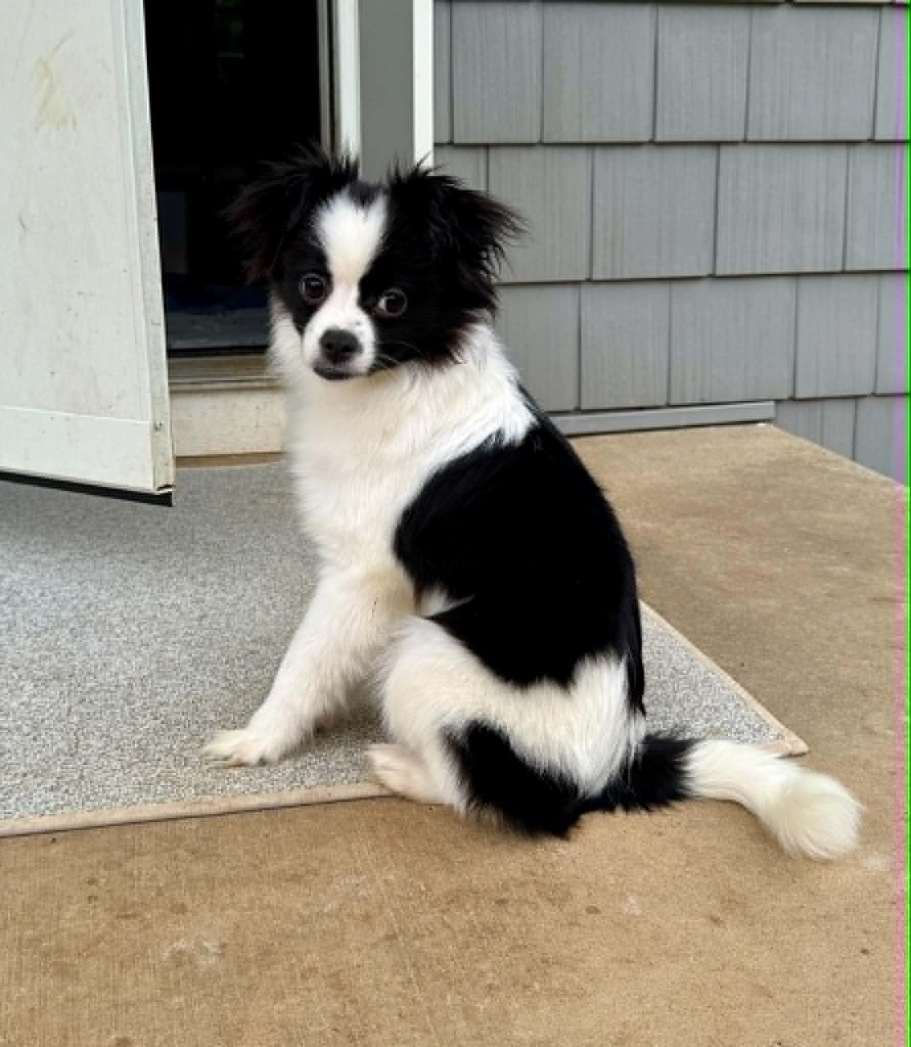 Daisy, a ADOPTABLE mixed breed in Maiden, NC image 4/5