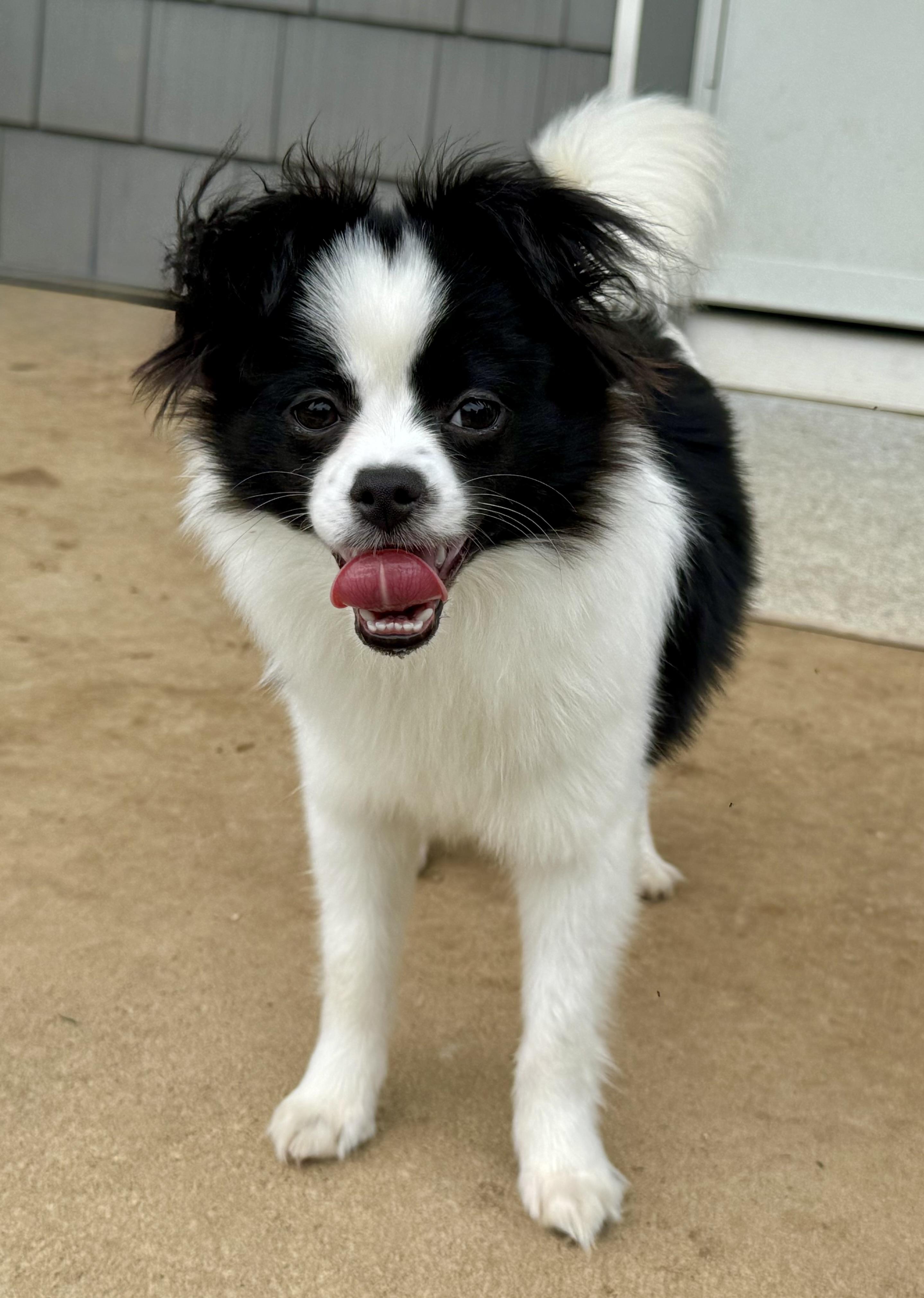 Enlarge Daisy, a ADOPTABLE mixed breed in Maiden, NC image 1/5