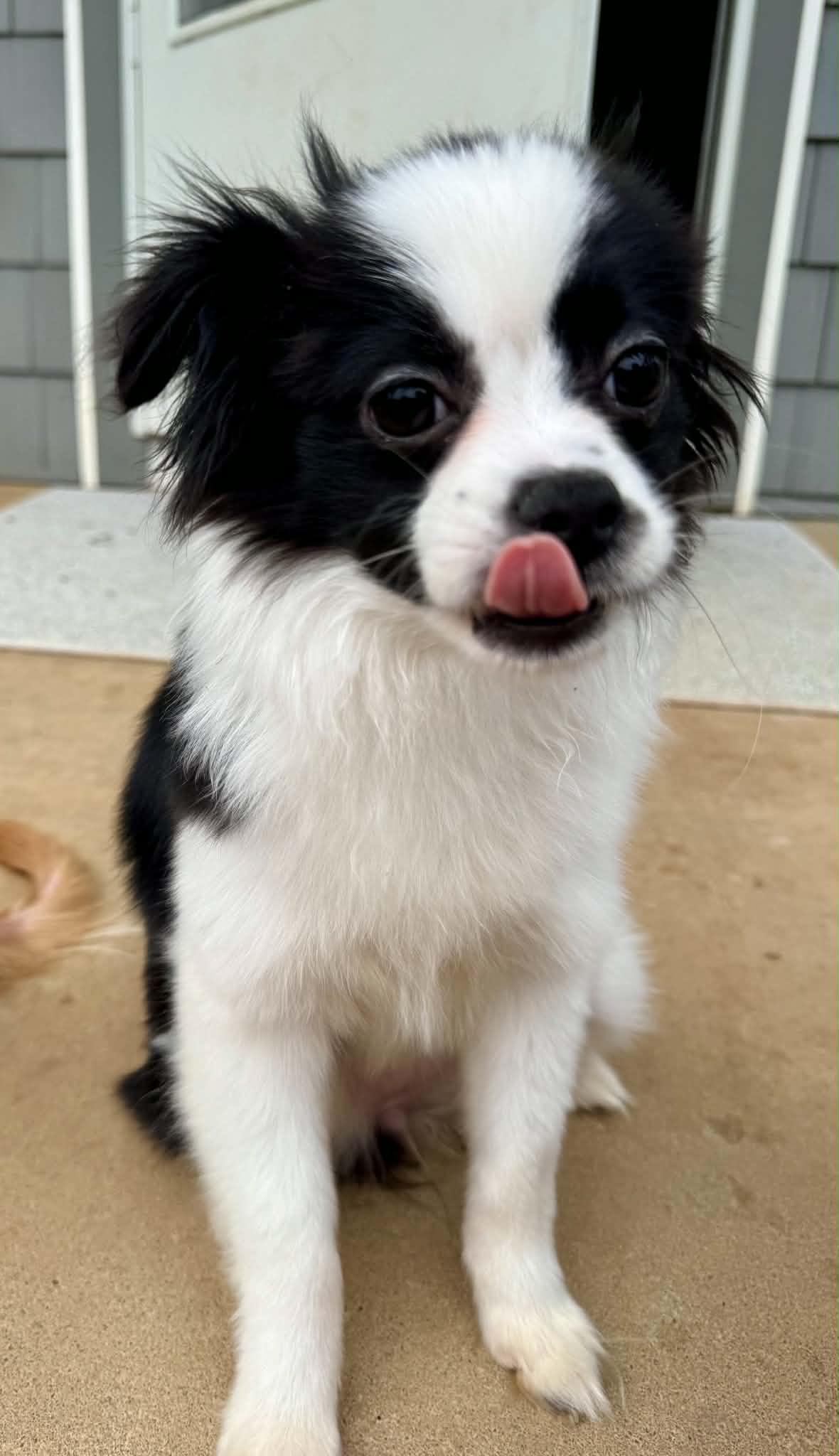 Daisy, a ADOPTABLE mixed breed in Maiden, NC image 5/5