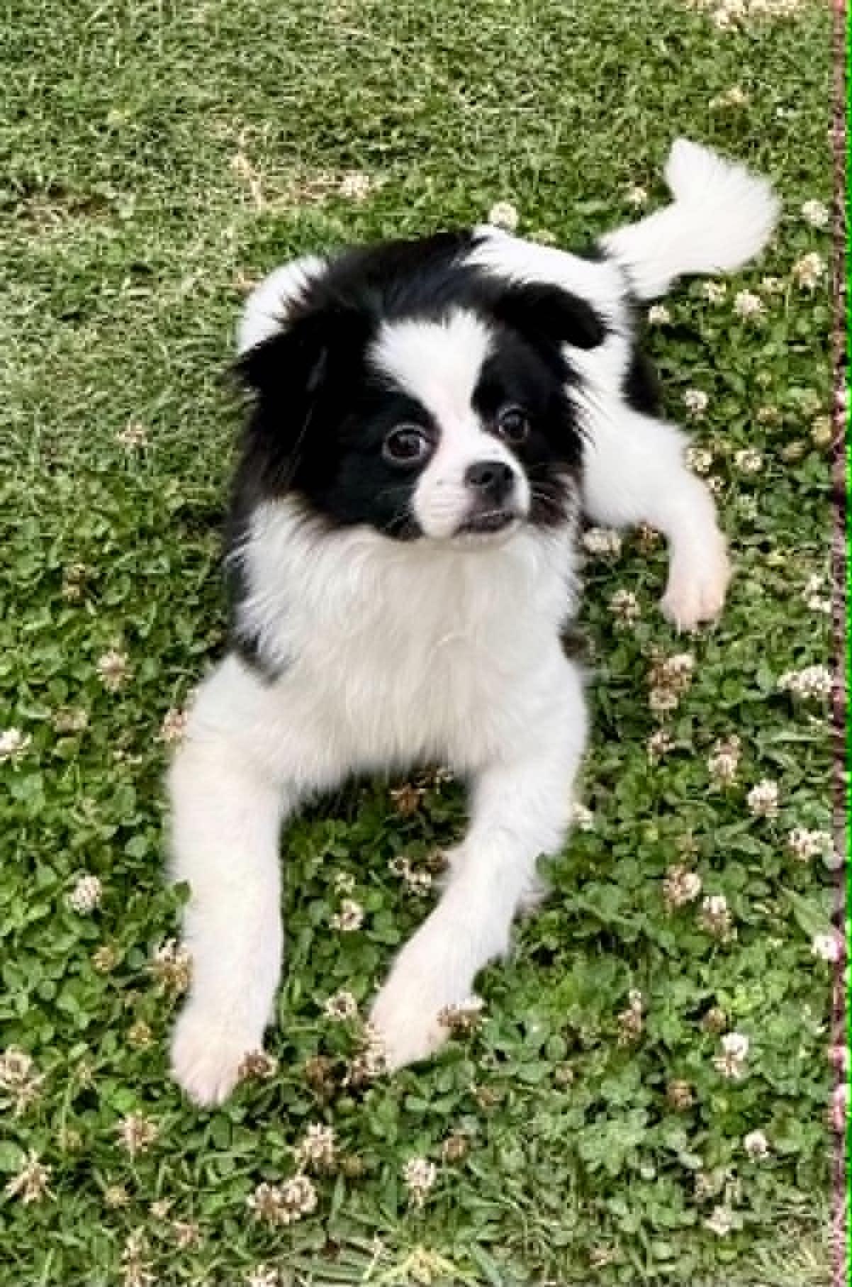 Daisy, ADOPTABLE, Puppy Female Pomeranian & Chihuahua.