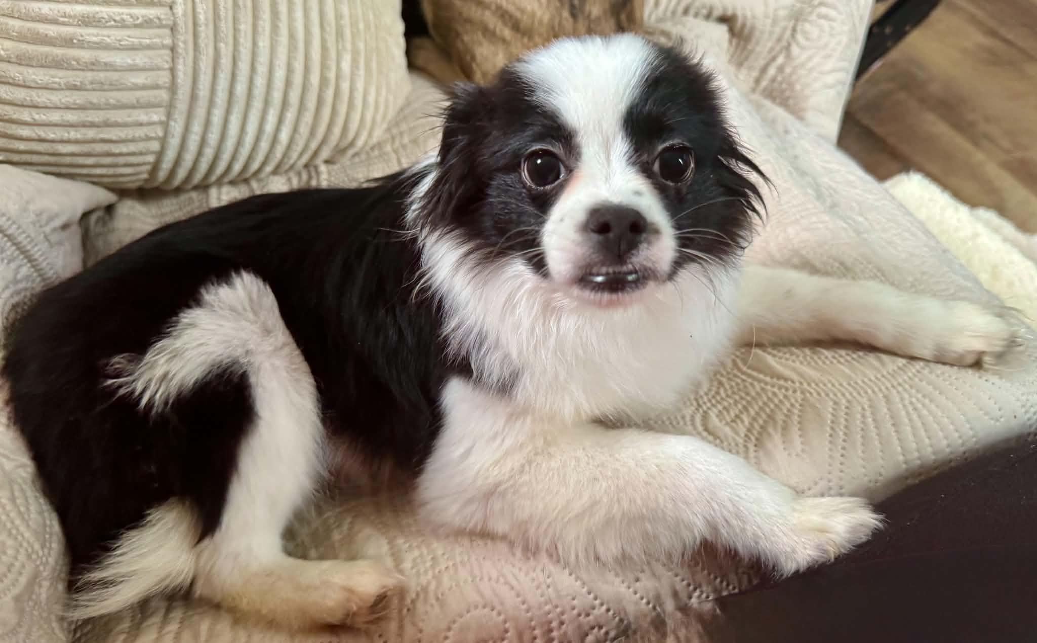 Daisy, a ADOPTABLE mixed breed in Maiden, NC image 2/5