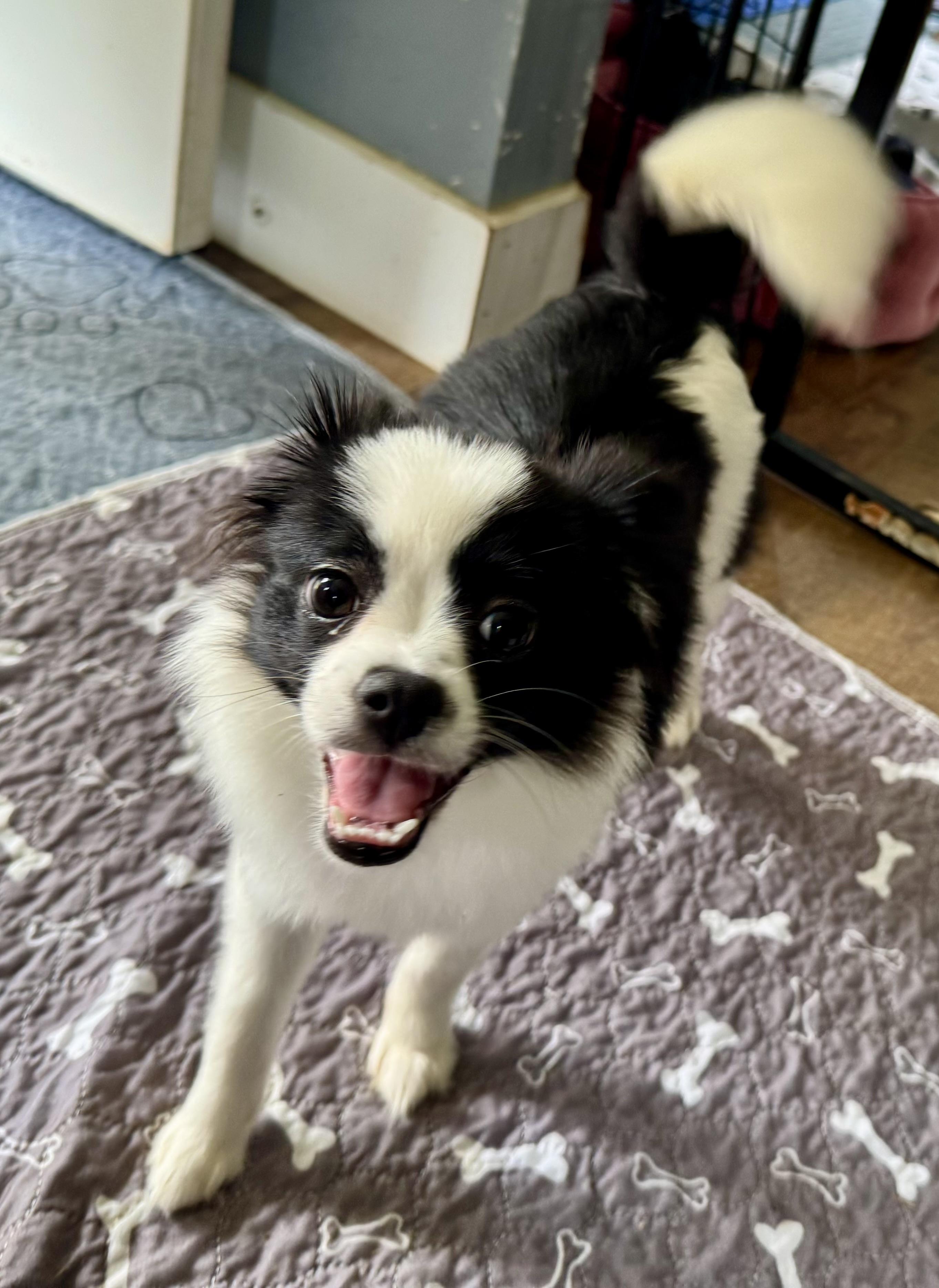Enlarge Daisy, a ADOPTABLE mixed breed in Maiden, NC image 2/5