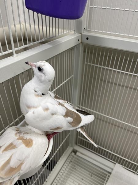 Cello (Cage 1), Adoptable, Adult Unknown Dove.