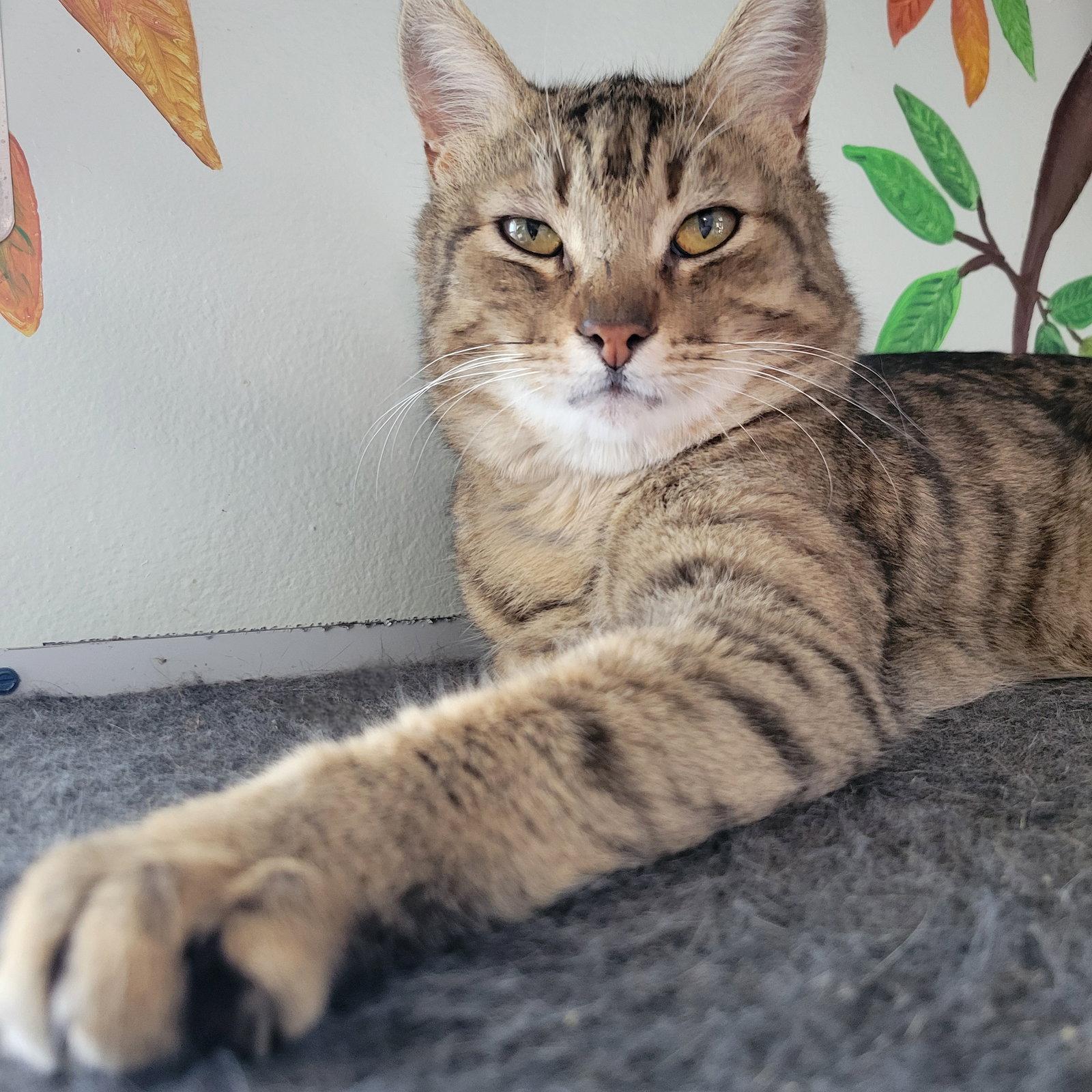 Martin, a Adoptable Tabby in Ocala, FL image 1/3