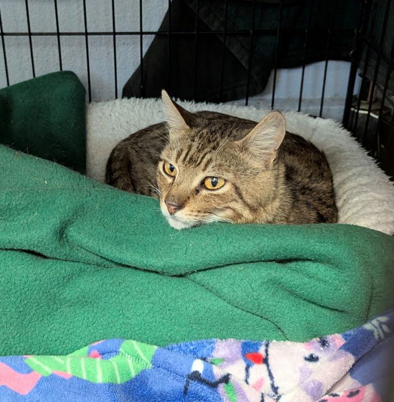 Martin, a Adoptable Tabby in Ocala, FL image 2/3
