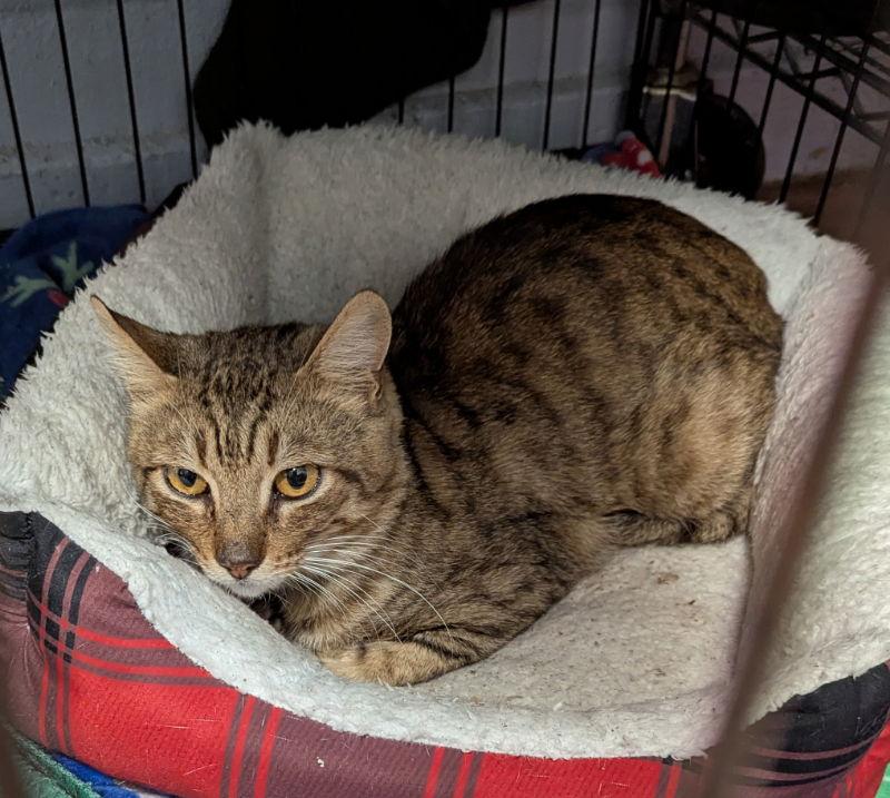 Martin, a Adoptable Tabby in Ocala, FL image 3/3