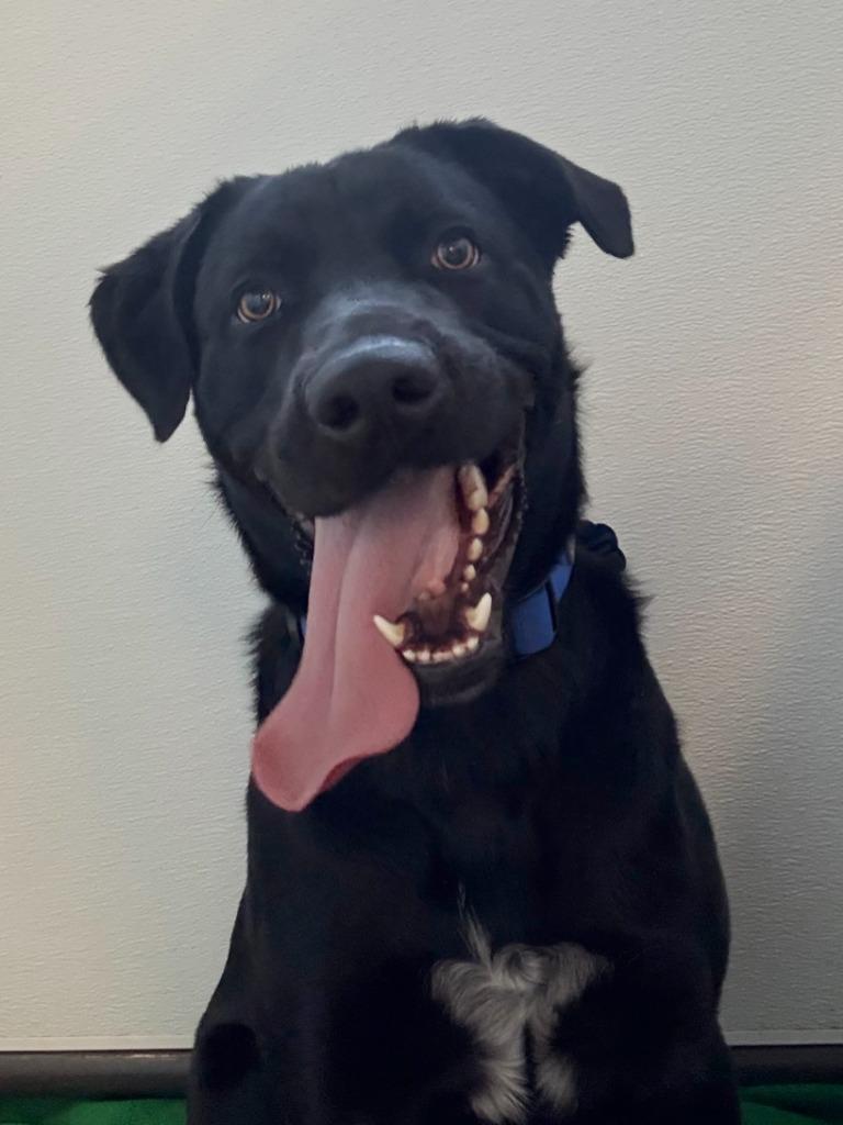 Ozzy, Adoptable, Young Male Labrador Retriever & Mixed Breed.