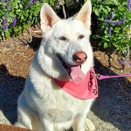 Simi, a Adoptable mixed breed in Sonoma, CA image 1/6