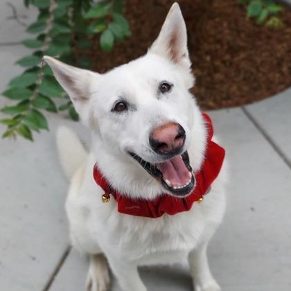 Simi, a Adoptable mixed breed in Sonoma, CA image 2/6