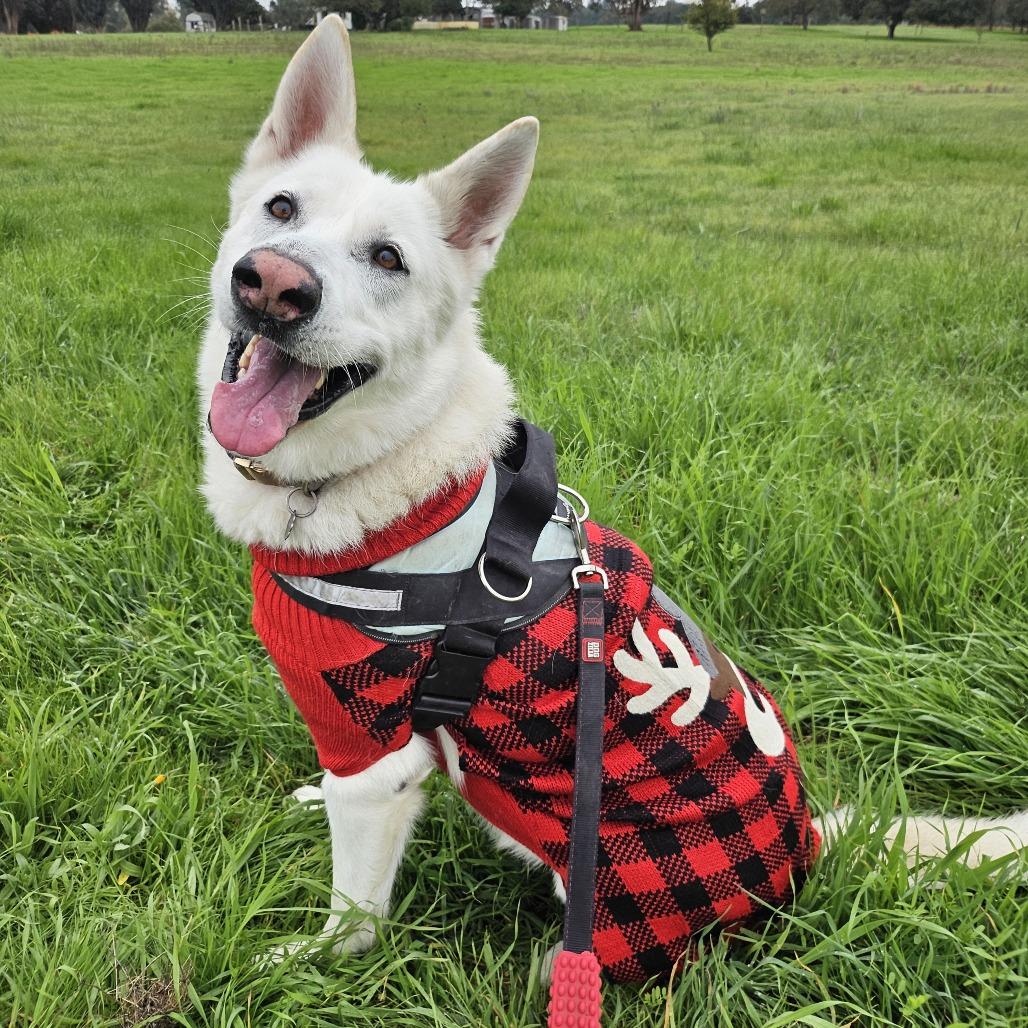 Simi, a Adoptable mixed breed in Sonoma, CA image 3/6